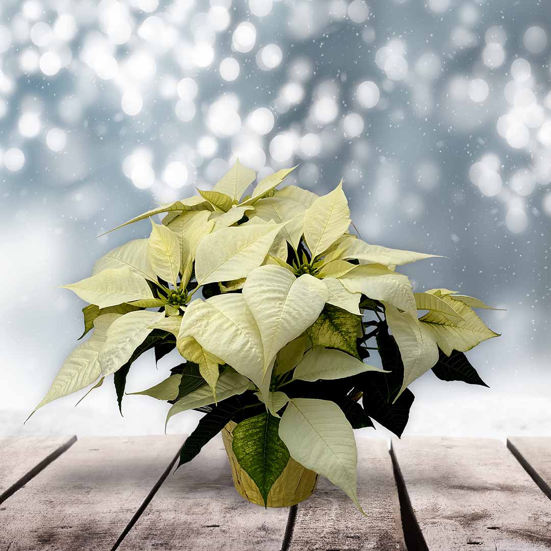 We Grow Amazing Plants!